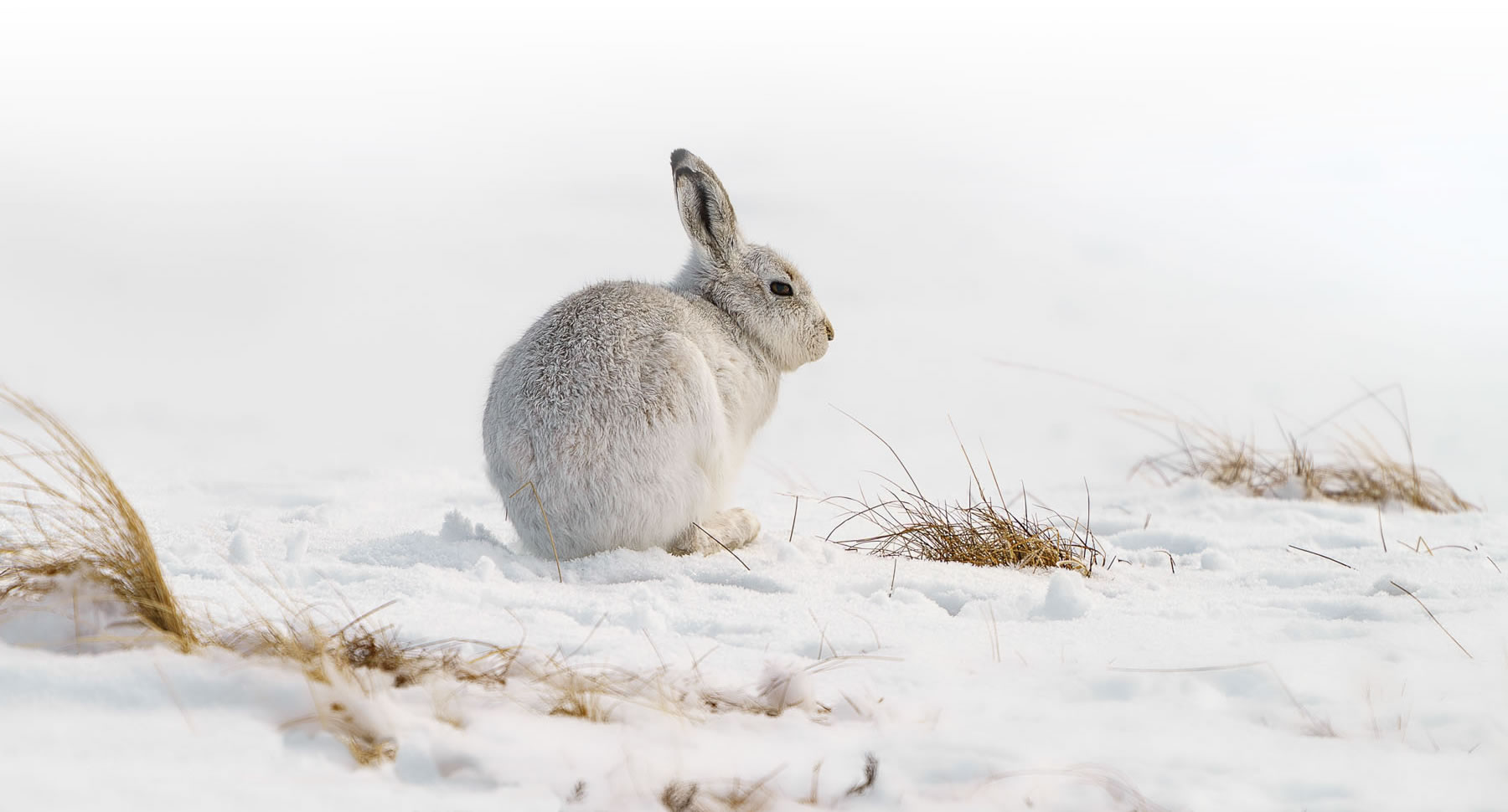 Cairngorm Mountain Hare