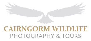 Cairngorm Wildlife Photography and Tours